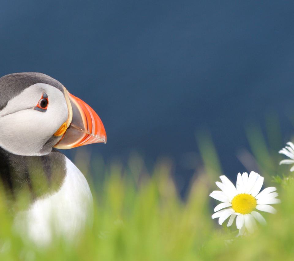 , , bird,  , fratercula arctica, puffin