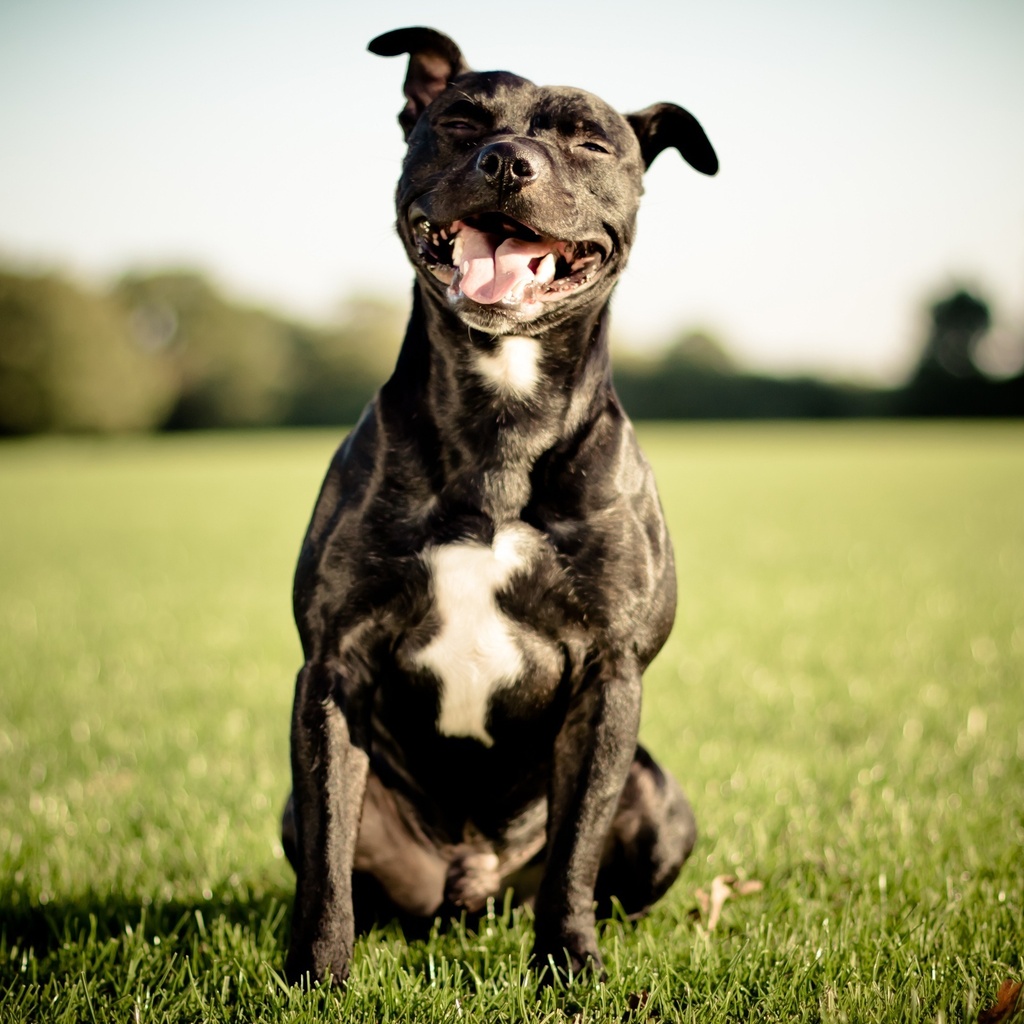 Staffordshire bull terrier