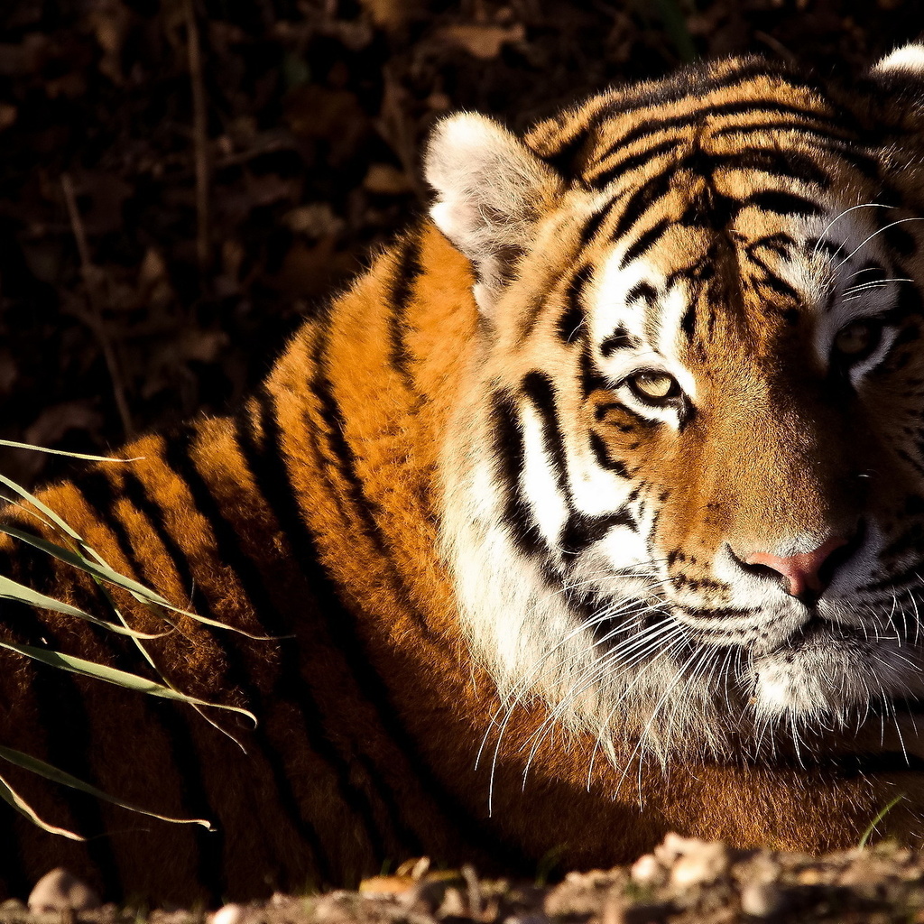 , , tiger, panthera tigris, , 