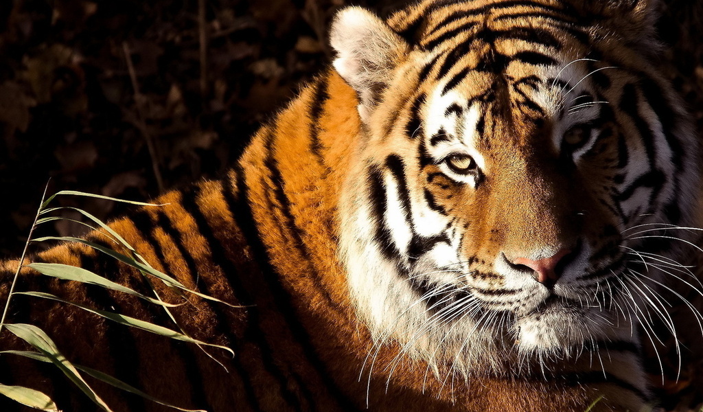 , , tiger, panthera tigris, , 