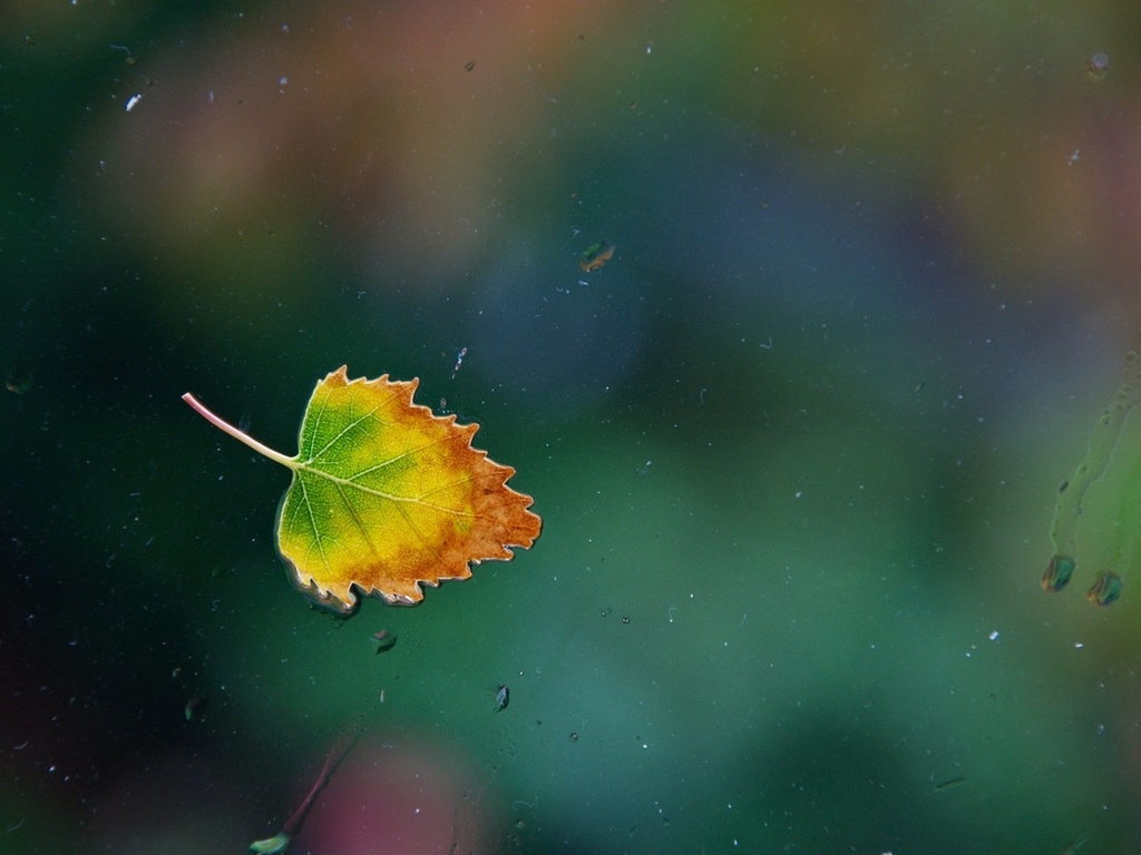 ,  , leaf, , , one rainy, , 