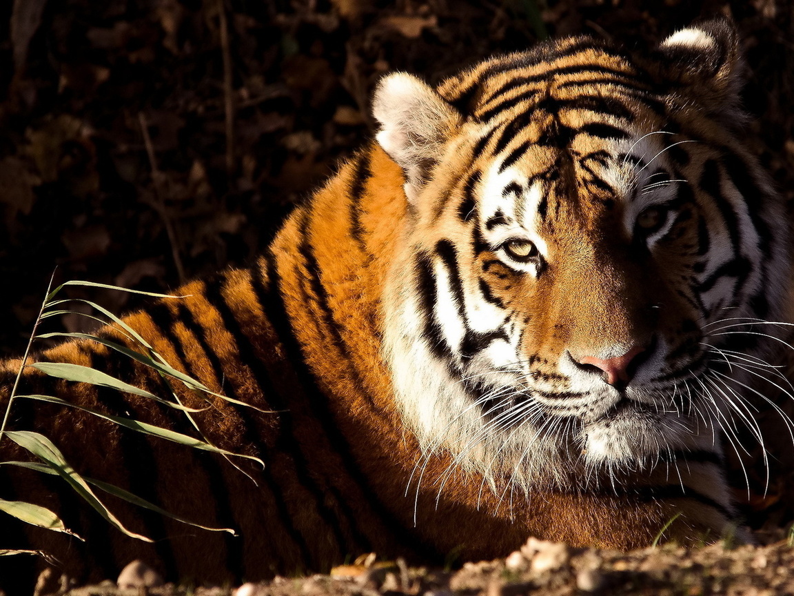 , , tiger, panthera tigris, , 