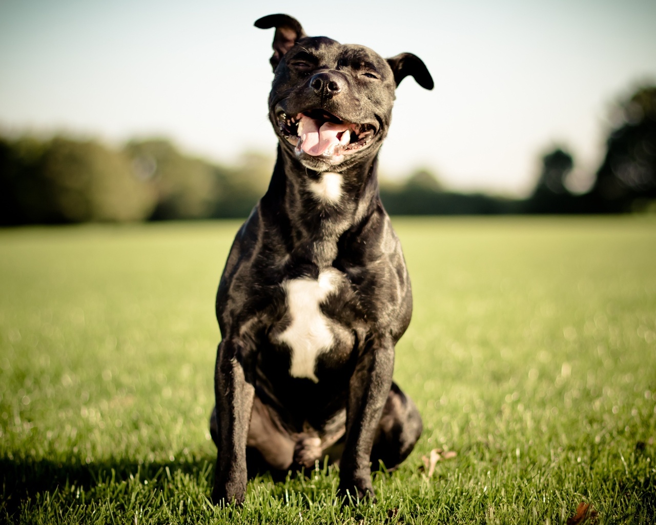 Staffordshire bull terrier