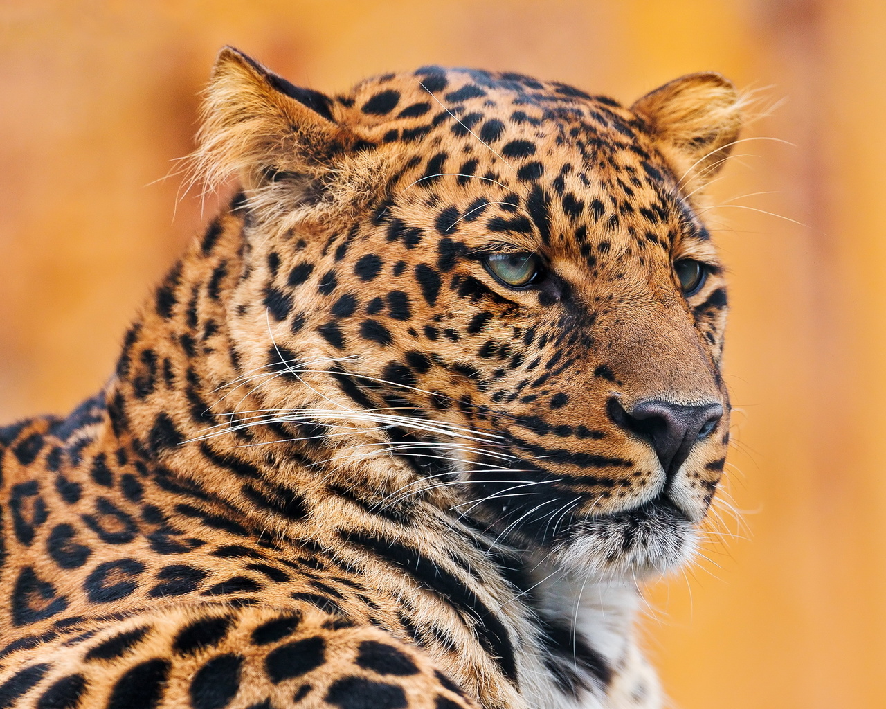 , , leopard, , , , 