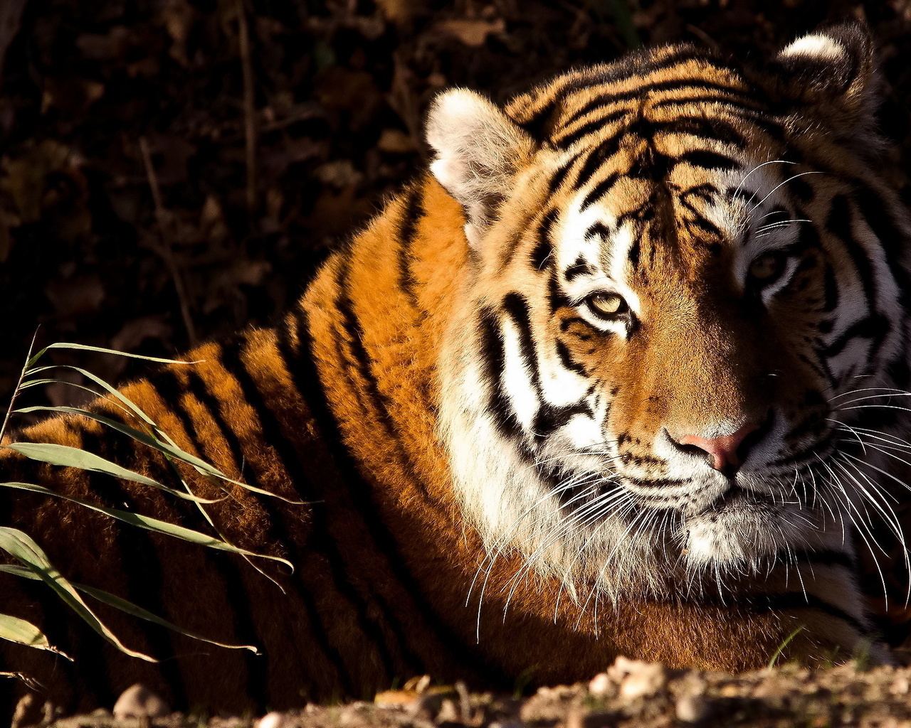 , , tiger, panthera tigris, , 