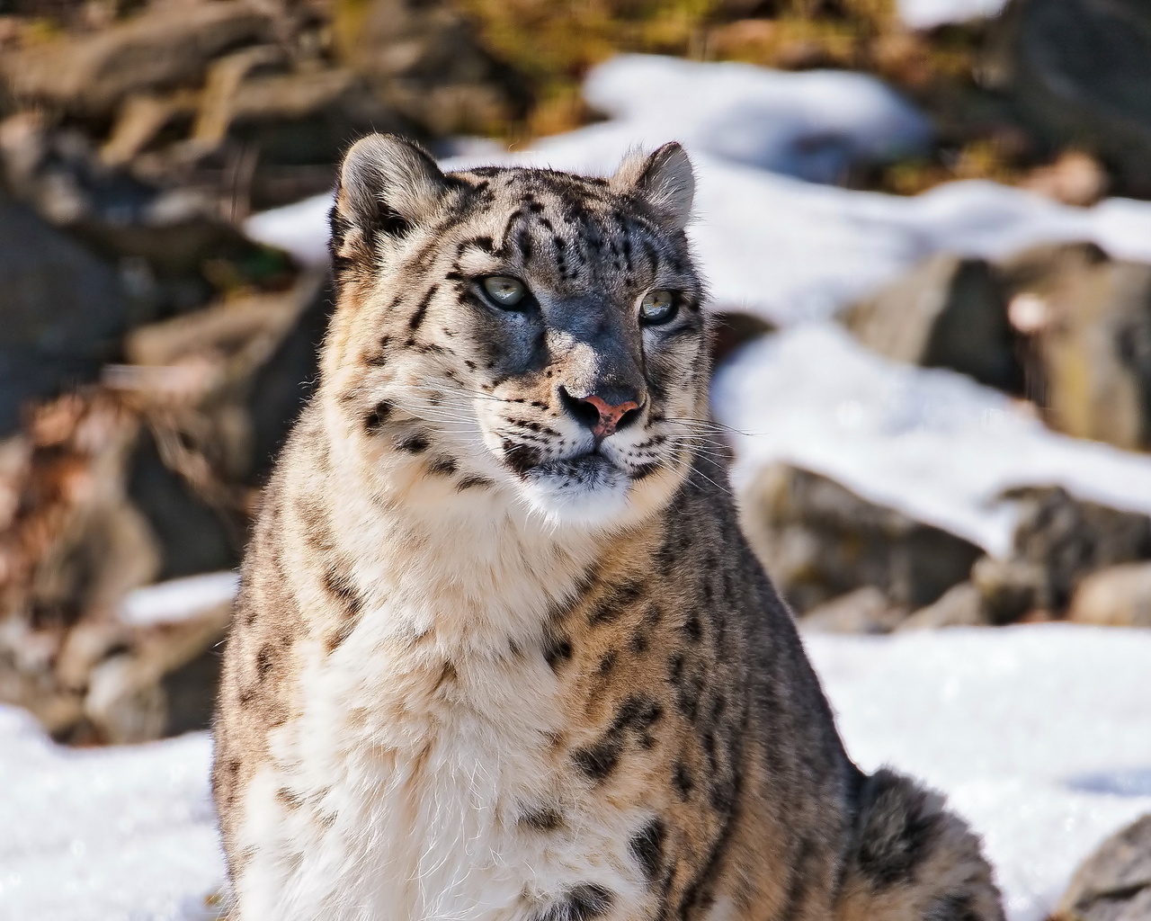 , uncia uncia, snow leopard,  , , 