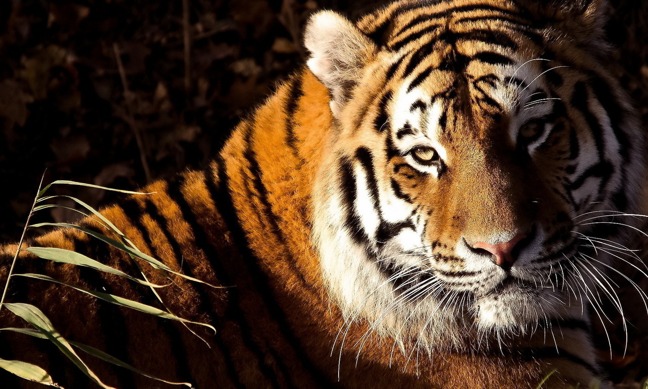 , , tiger, panthera tigris, , 