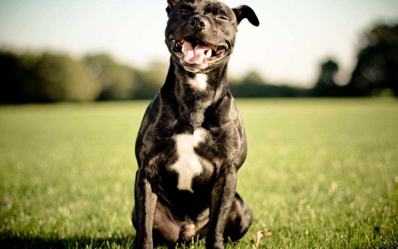 Staffordshire bull terrier