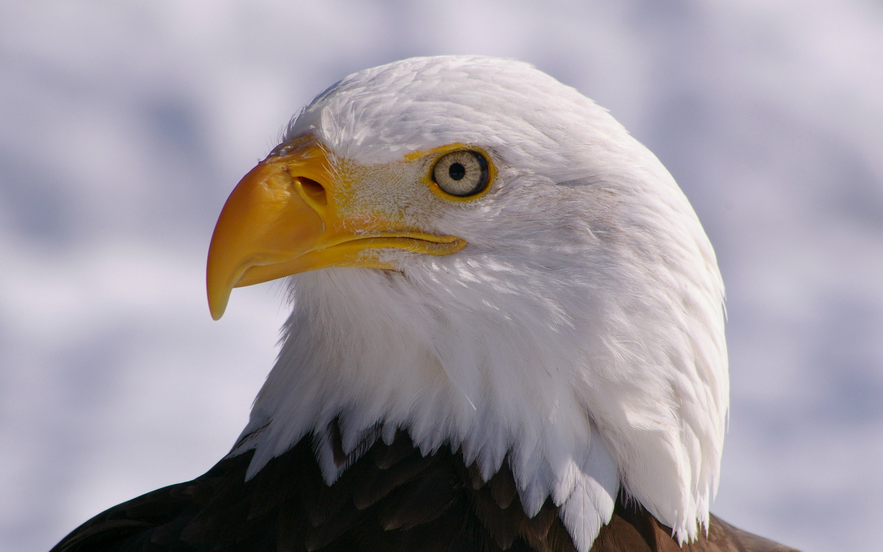 bald eagle,  , bird, , , 