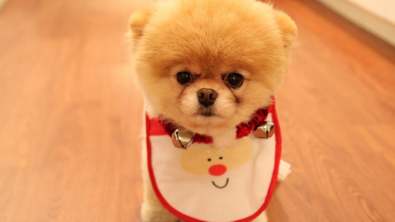 Cute puppy as christmas present, , ,  