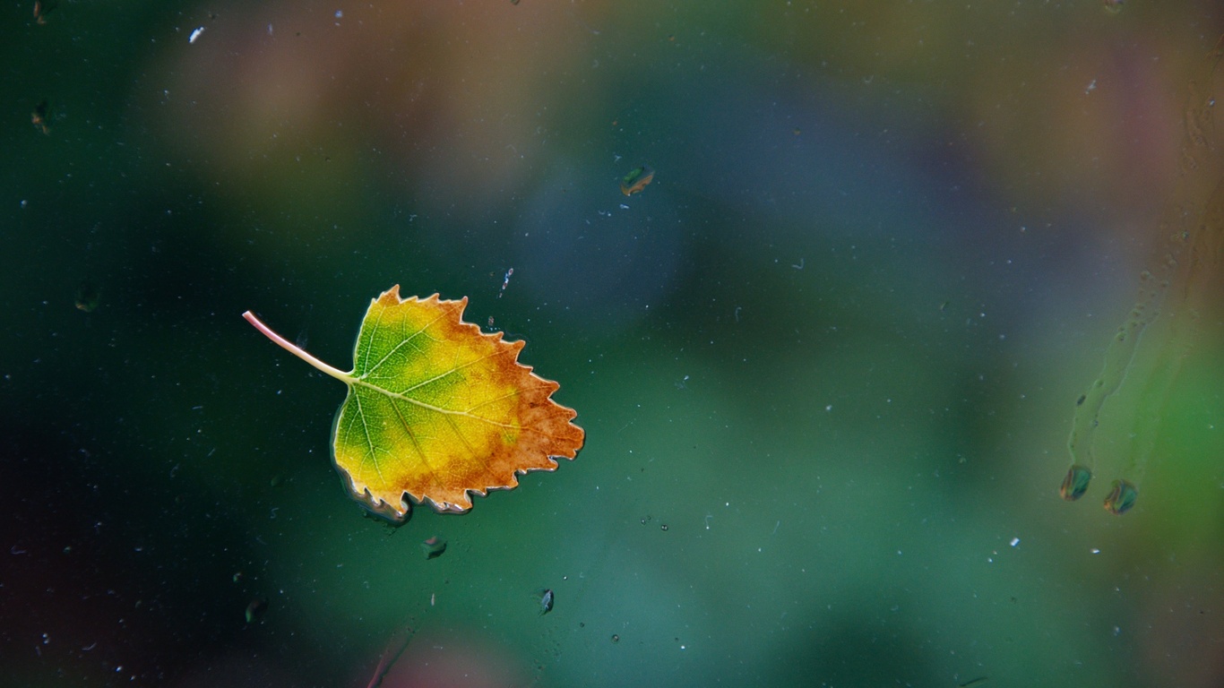 ,  , leaf, , , one rainy, , 