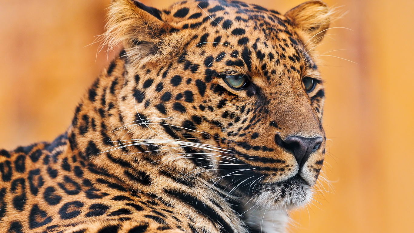 , , leopard, , , , 