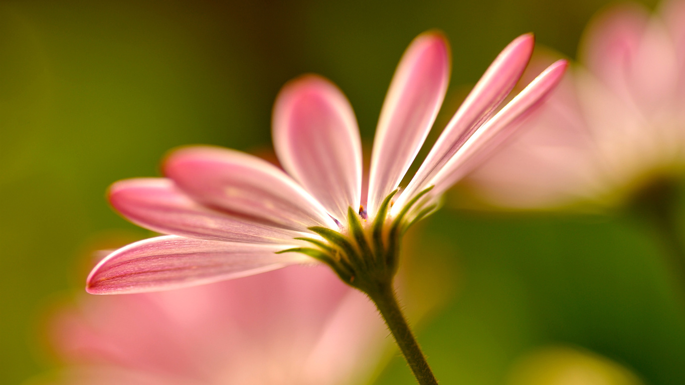 , , Flowers, , petals, pink, , macro