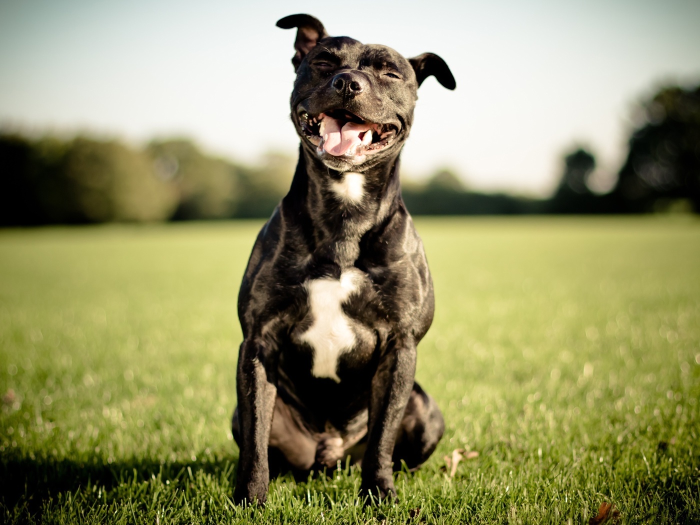 Staffordshire bull terrier