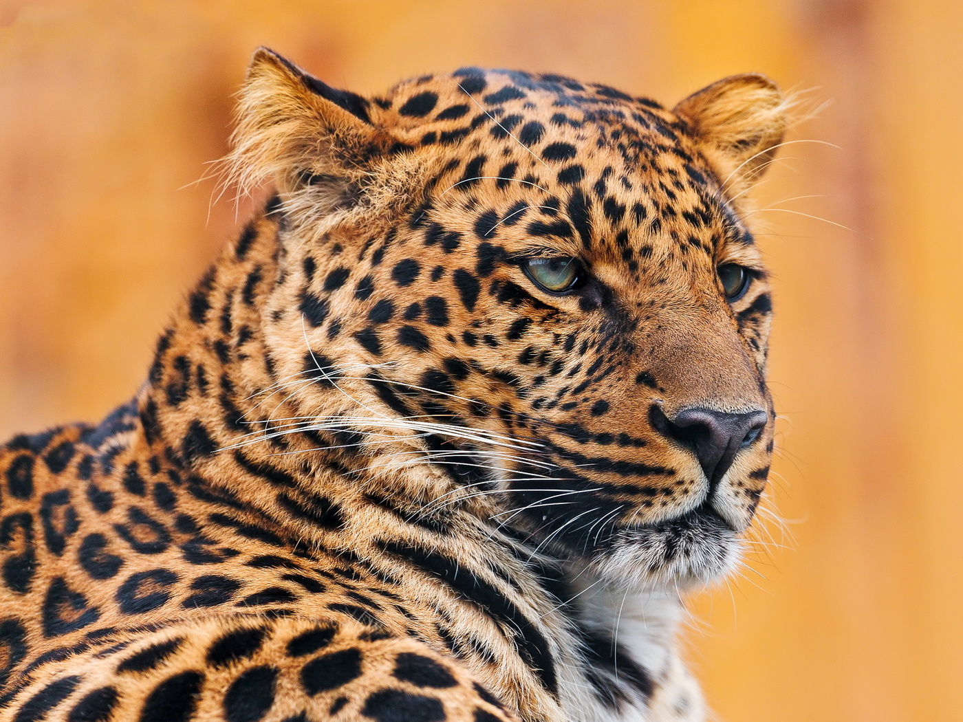 , , leopard, , , , 