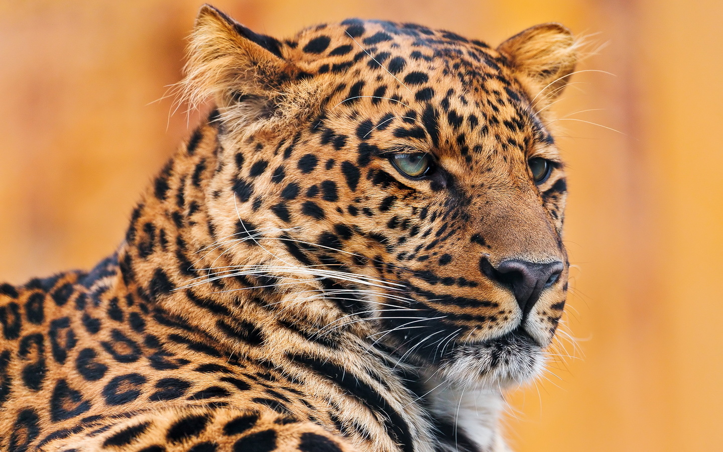 , , leopard, , , , 