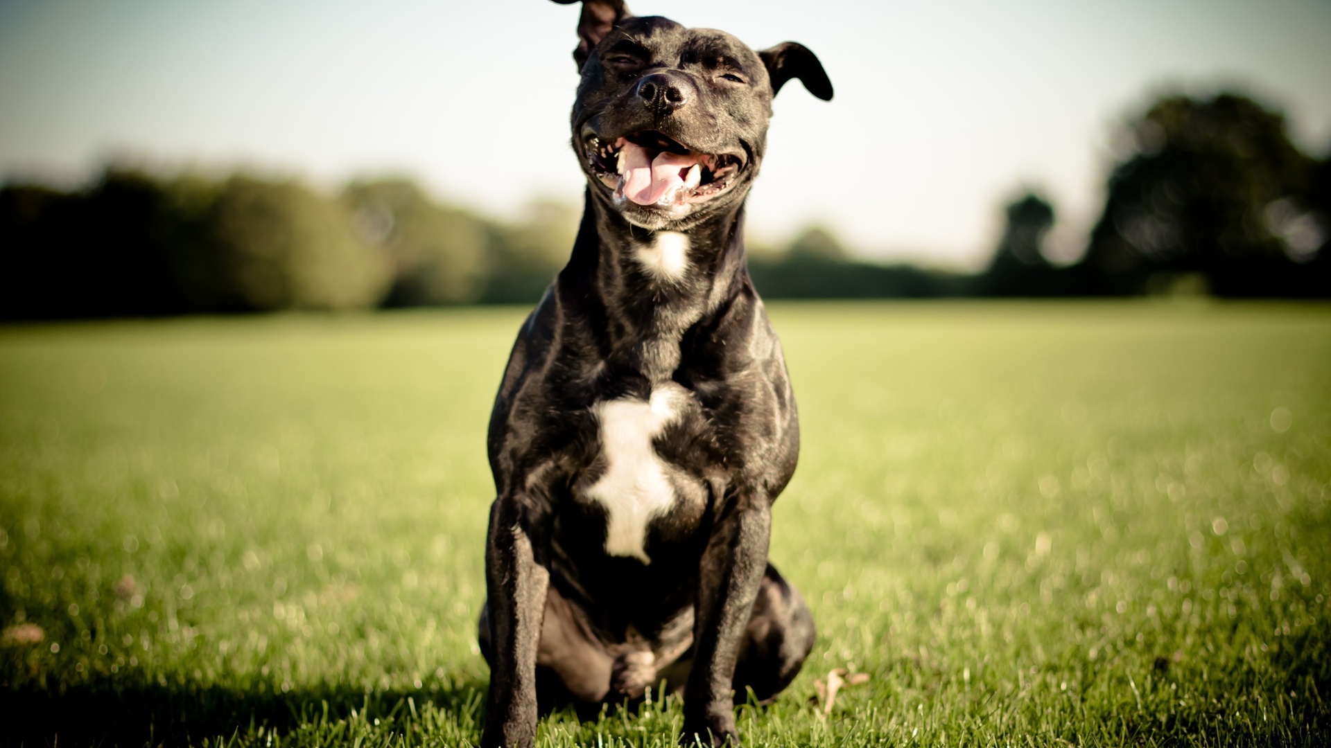 Staffordshire bull terrier