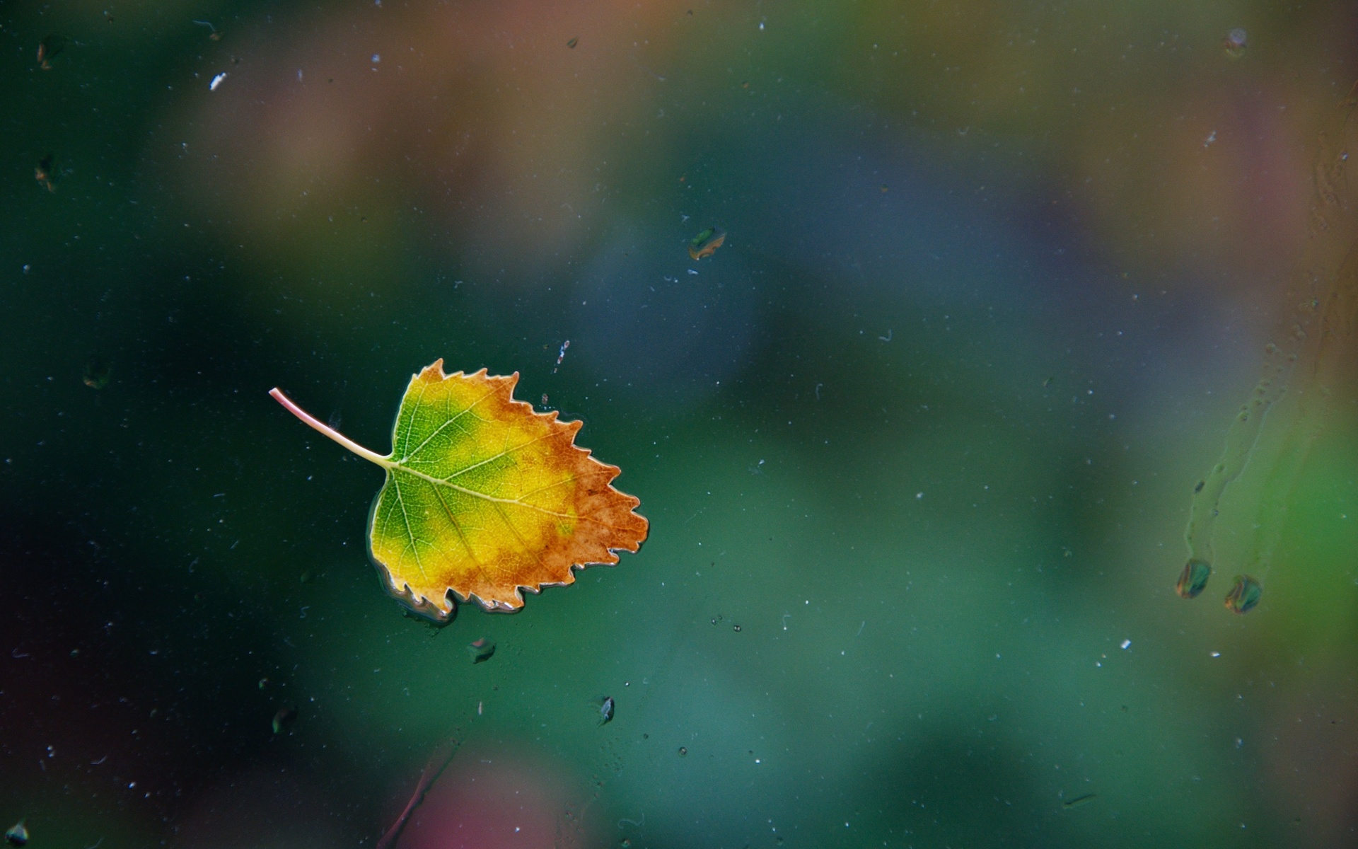 ,  , leaf, , , one rainy, , 