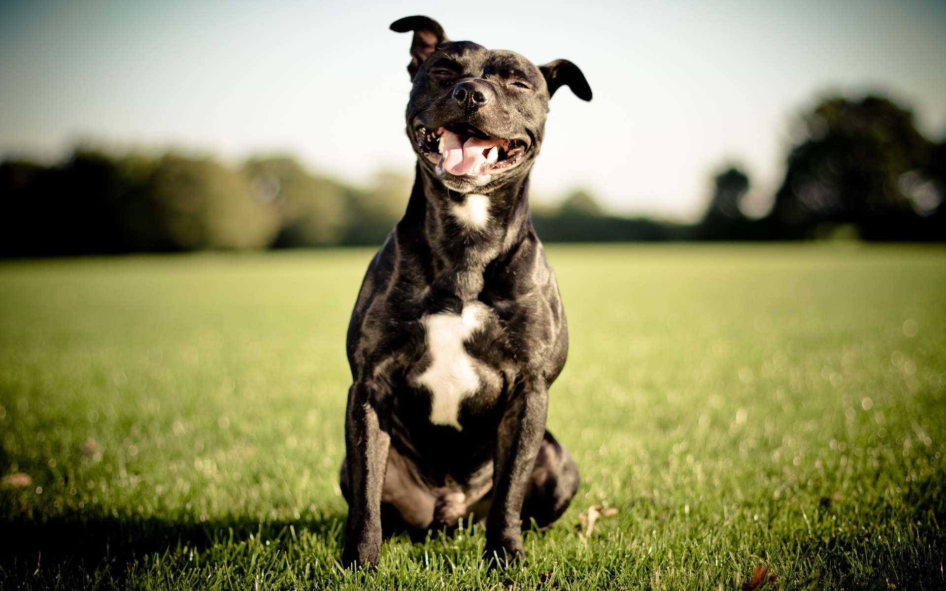 Staffordshire bull terrier