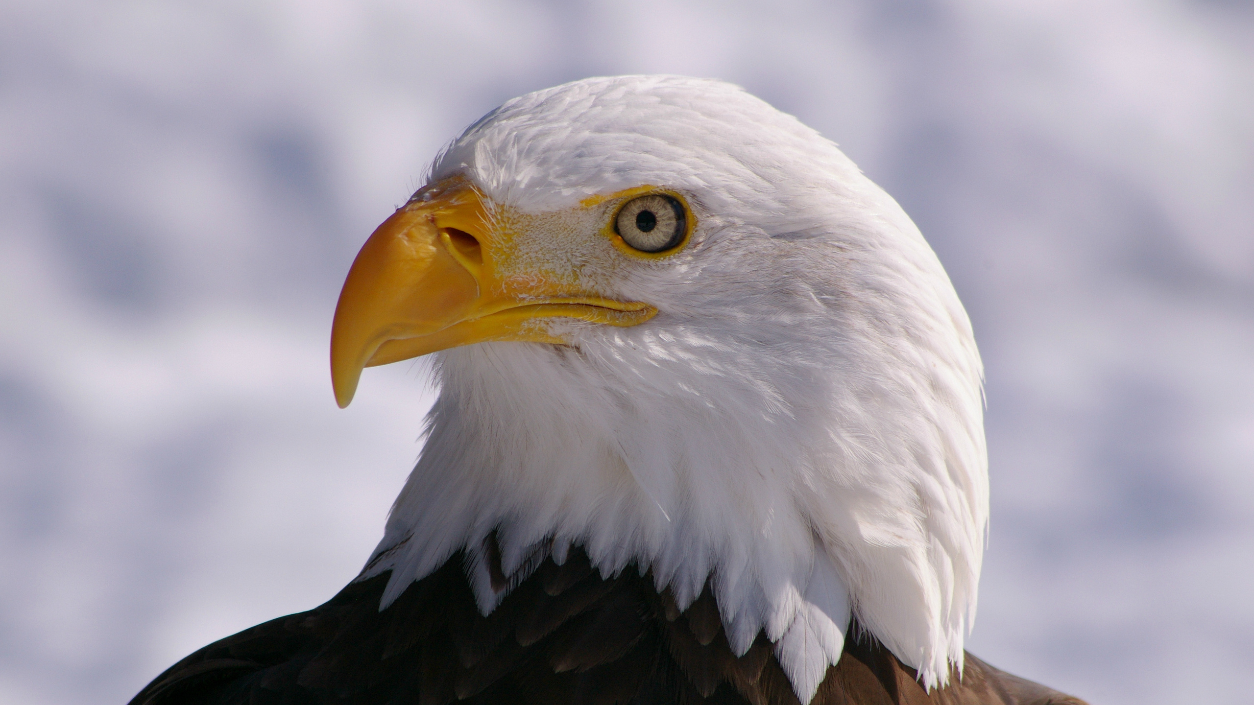 bald eagle,  , bird, , , 