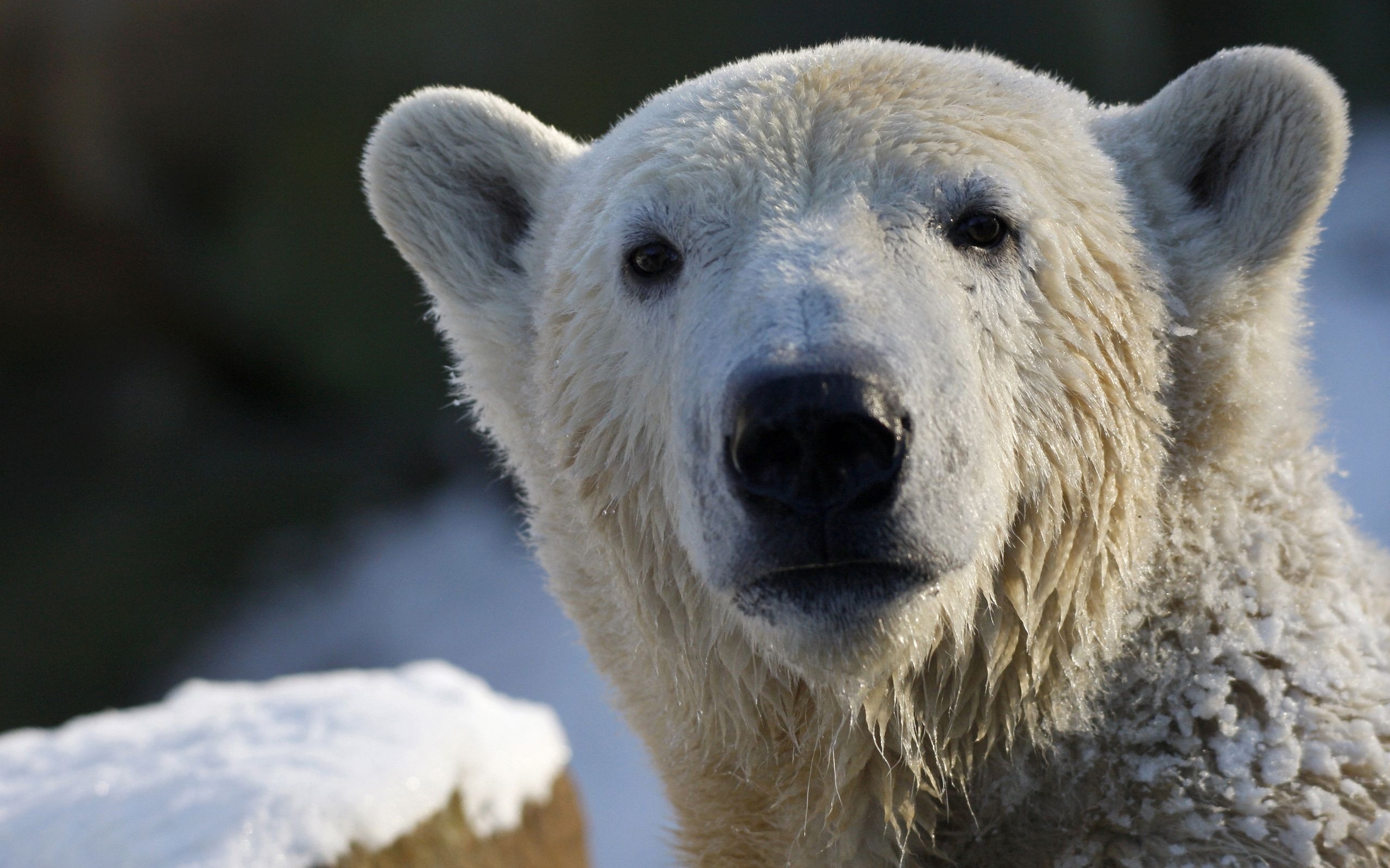 polar bear, ,  