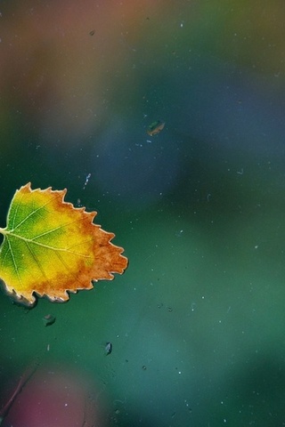 ,  , leaf, , , one rainy, , 