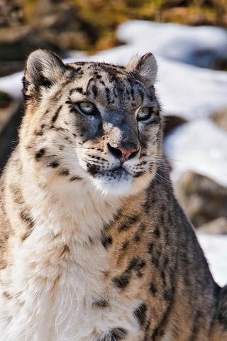 , uncia uncia, snow leopard,  , , 