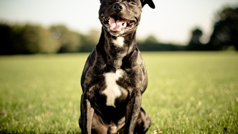 Staffordshire bull terrier