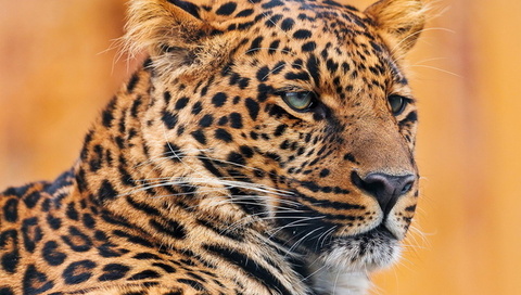 , , leopard, , , , 