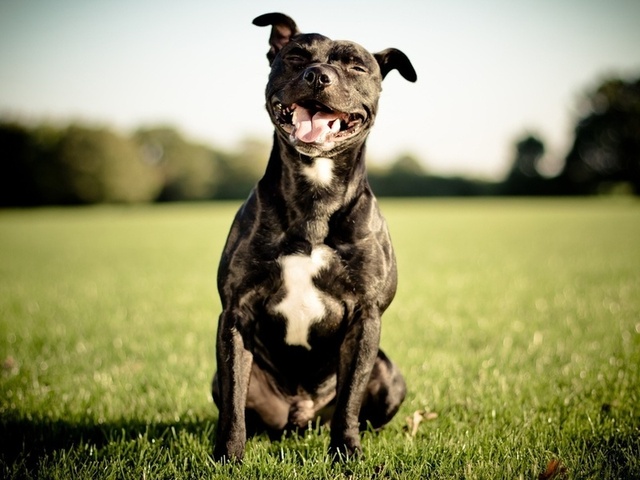 Staffordshire bull terrier