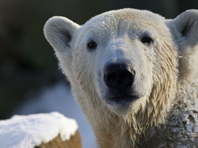 polar bear, ,  