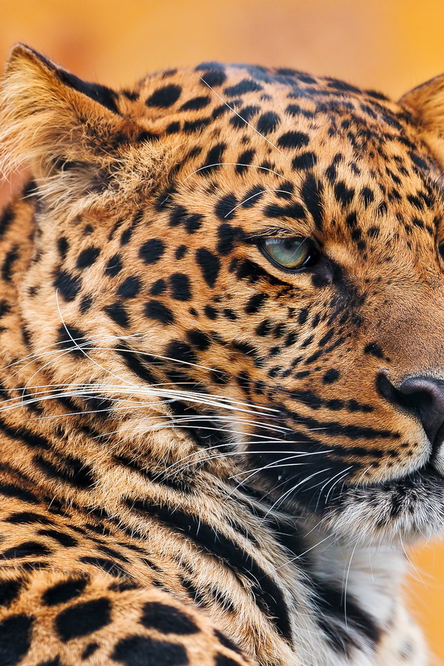 , , leopard, , , , 