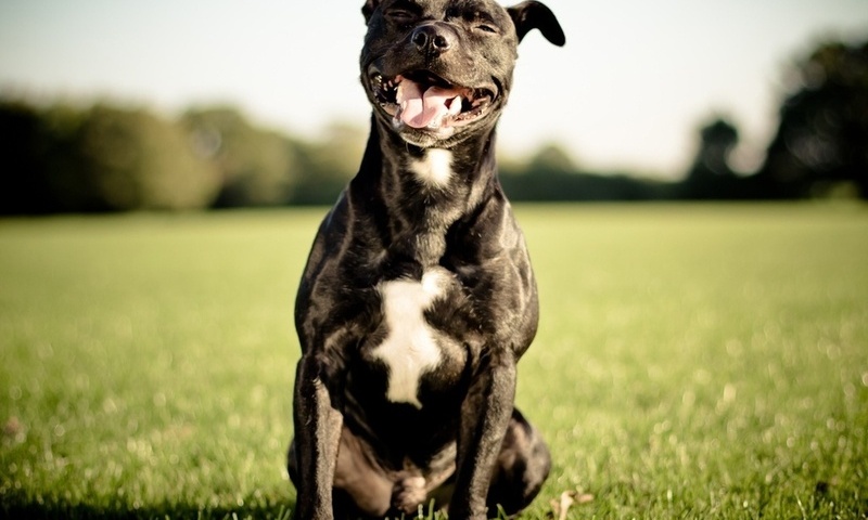 Staffordshire bull terrier