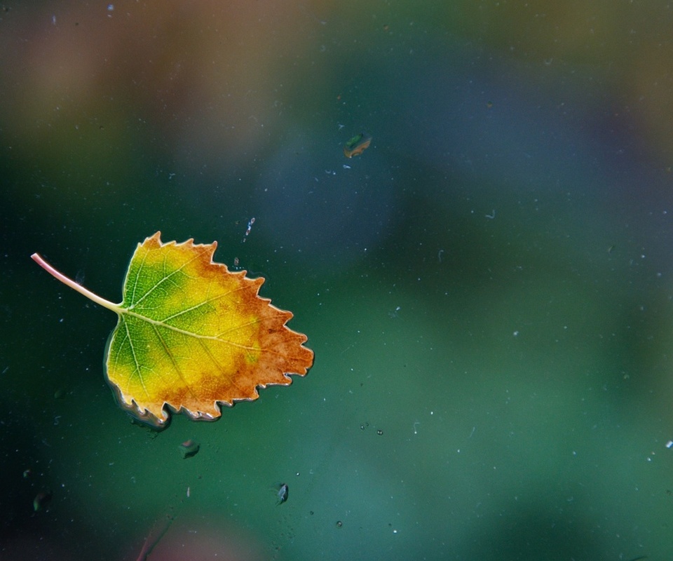 ,  , leaf, , , one rainy, , 