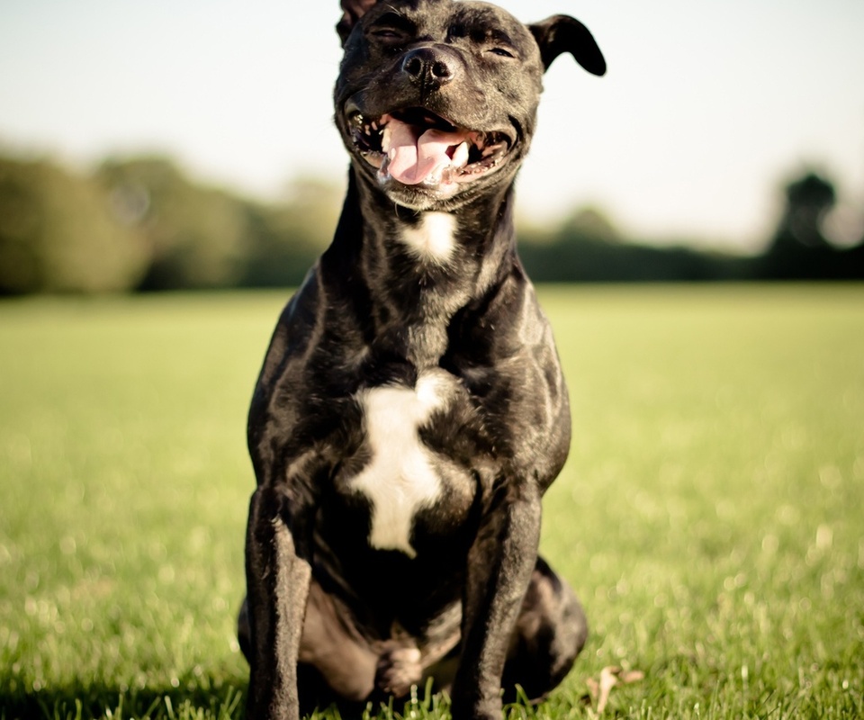 Staffordshire bull terrier