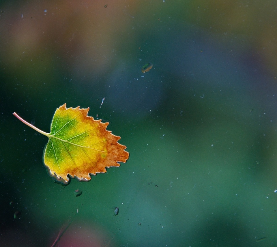 ,  , leaf, , , one rainy, , 