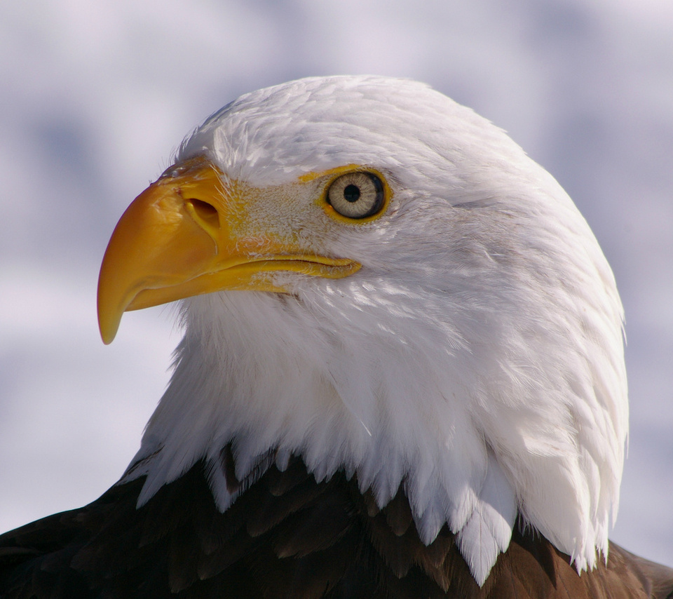 bald eagle,  , bird, , , 
