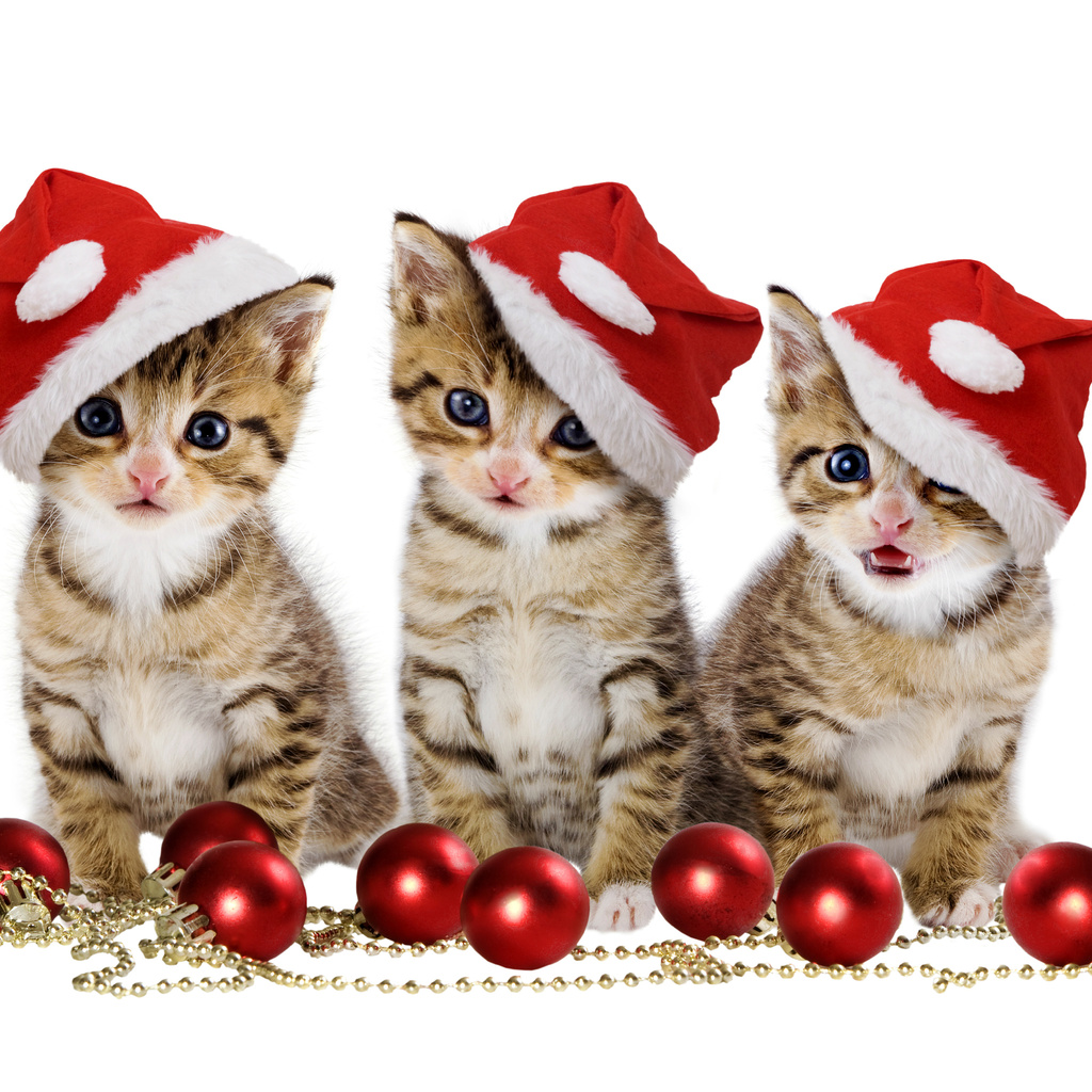 cats, Christmas balls, red balls, sweet, merry christmas, hat, beauty, magic, beautiful, pretty