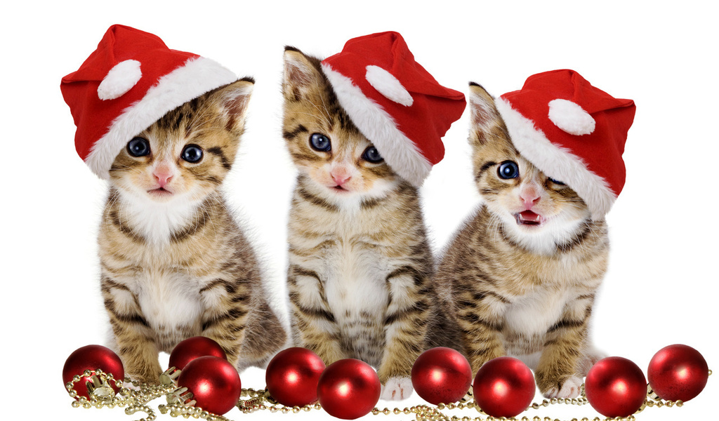 cats, Christmas balls, red balls, sweet, merry christmas, hat, beauty, magic, beautiful, pretty