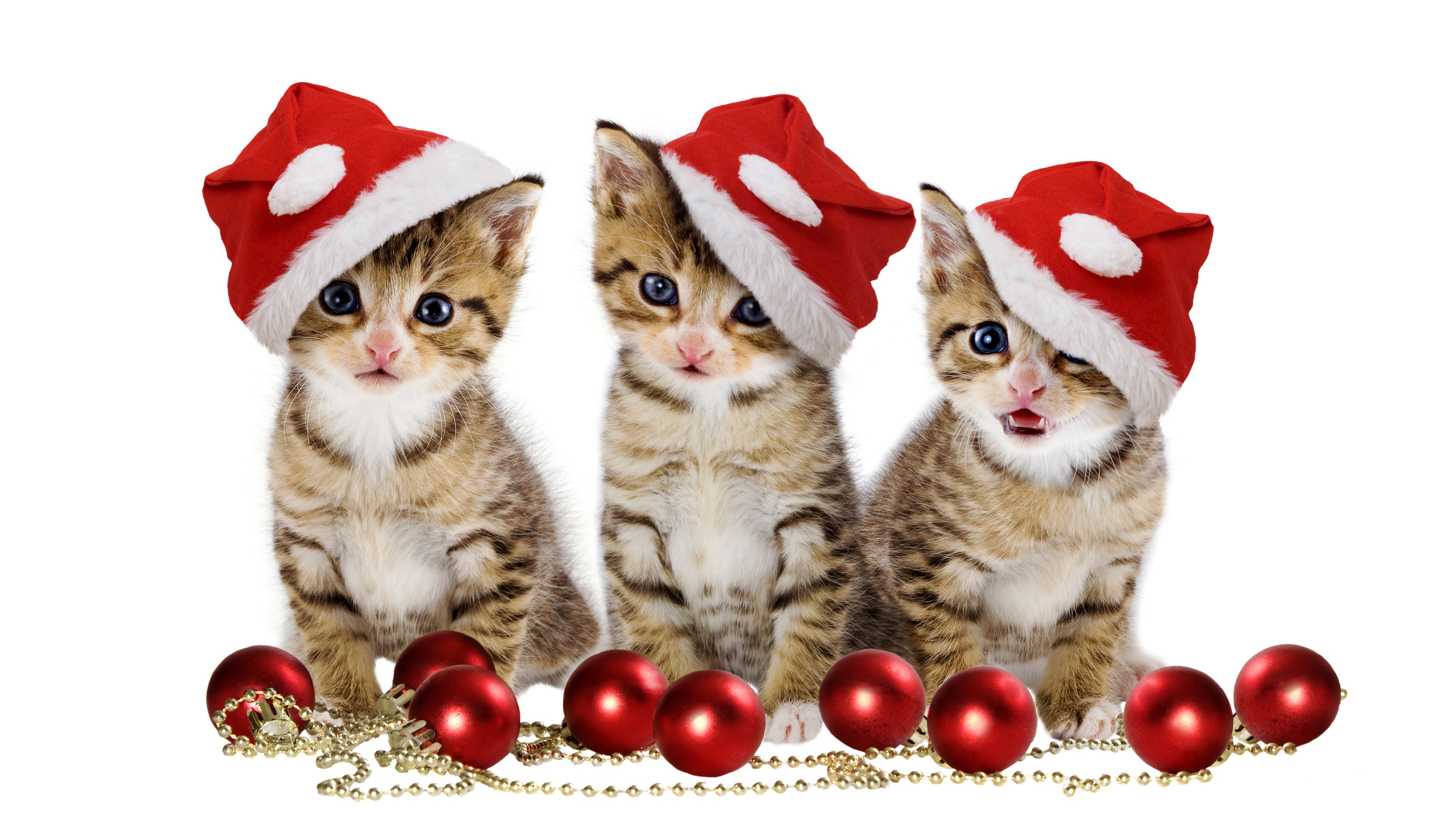 cats, Christmas balls, red balls, sweet, merry christmas, hat, beauty, magic, beautiful, pretty