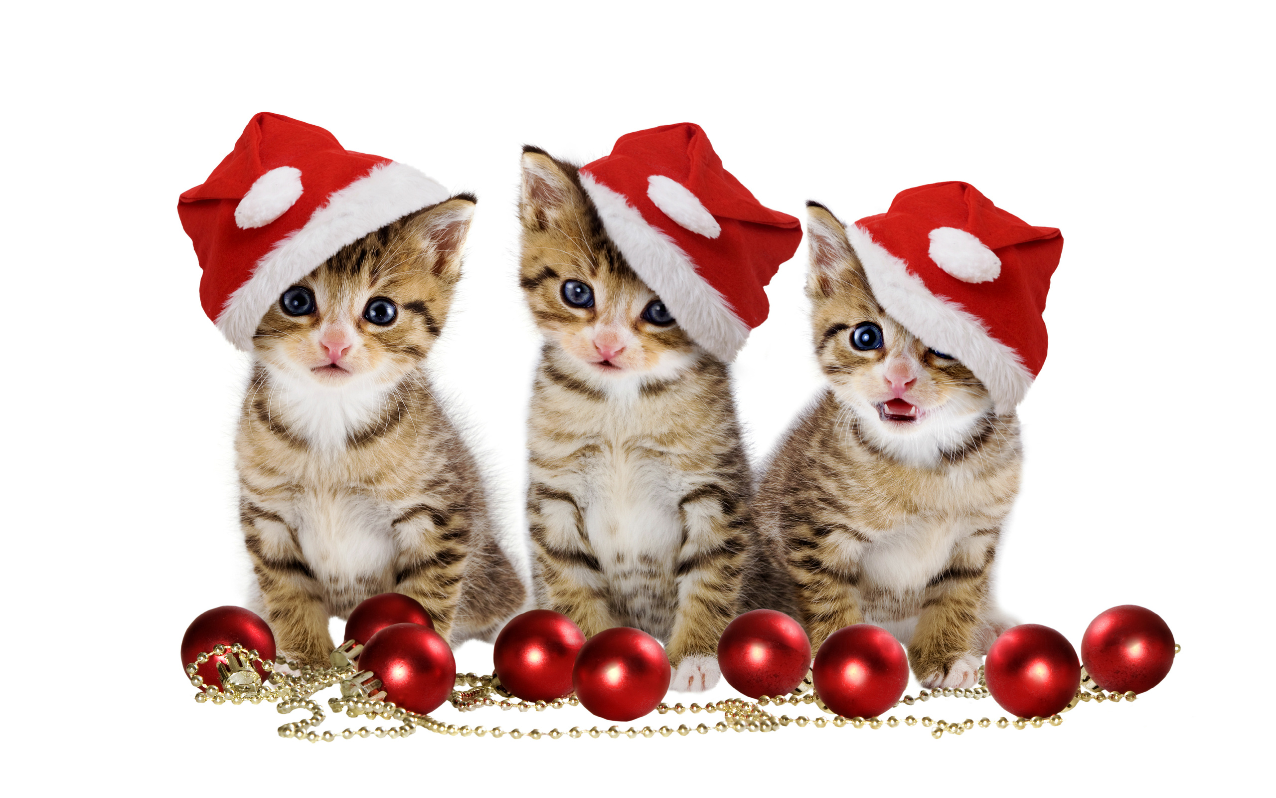 cats, Christmas balls, red balls, sweet, merry christmas, hat, beauty, magic, beautiful, pretty