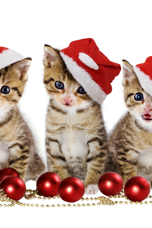 cats, Christmas balls, red balls, sweet, merry christmas, hat, beauty, magic, beautiful, pretty