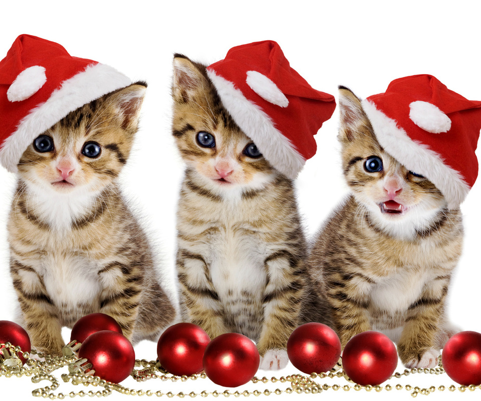 cats, Christmas balls, red balls, sweet, merry christmas, hat, beauty, magic, beautiful, pretty