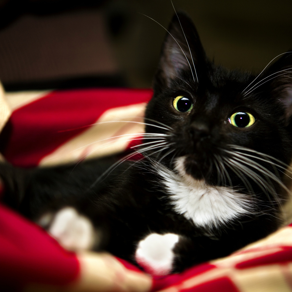 white, pet, kitten, , paw, sweet, Red, blanket, animal, , black, cat