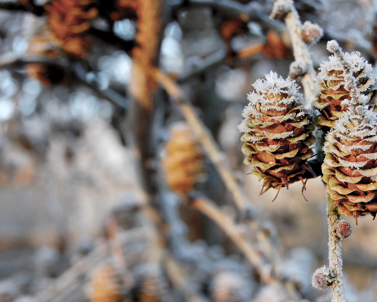 , pinecones, , , nature, winter, , , 