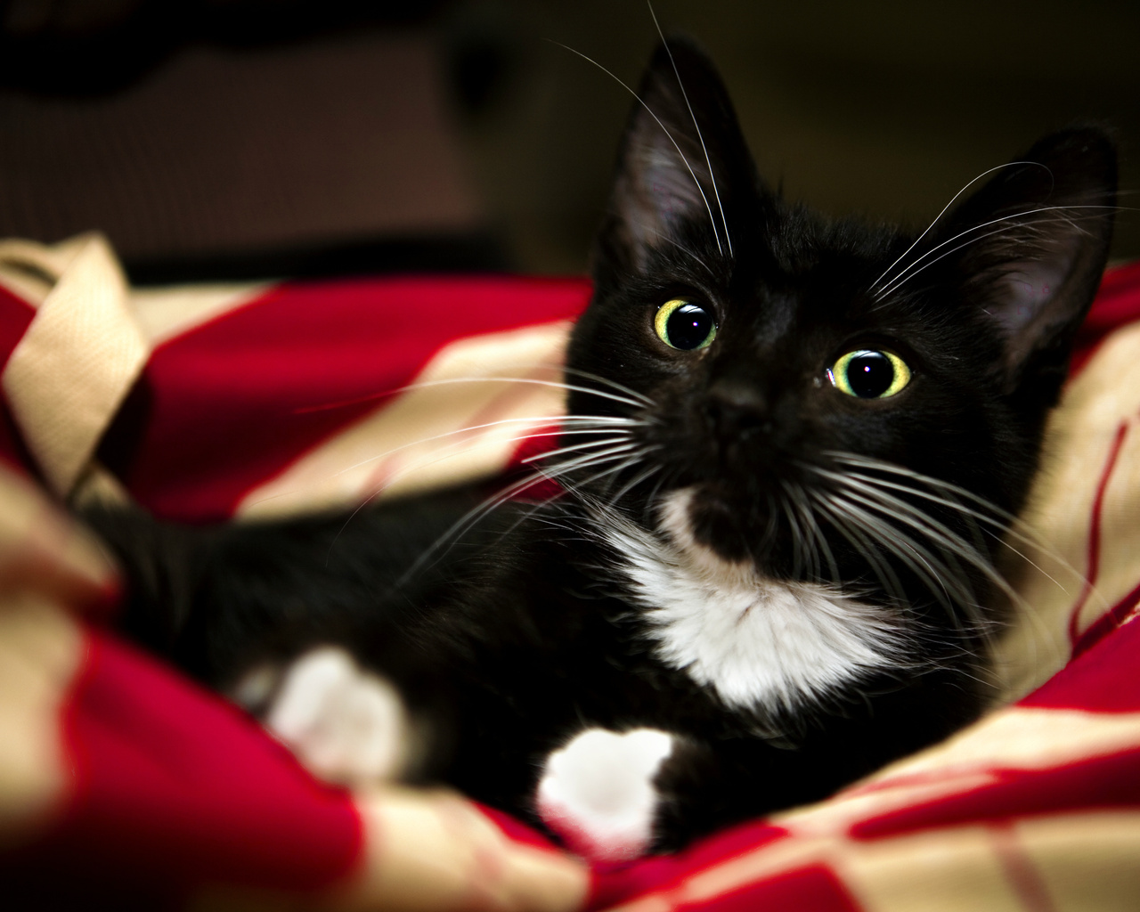 white, pet, kitten, , paw, sweet, Red, blanket, animal, , black, cat