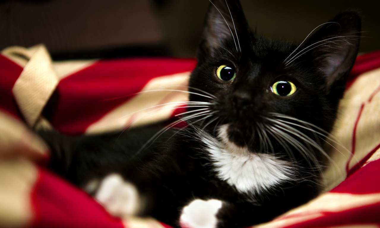 white, pet, kitten, , paw, sweet, Red, blanket, animal, , black, cat