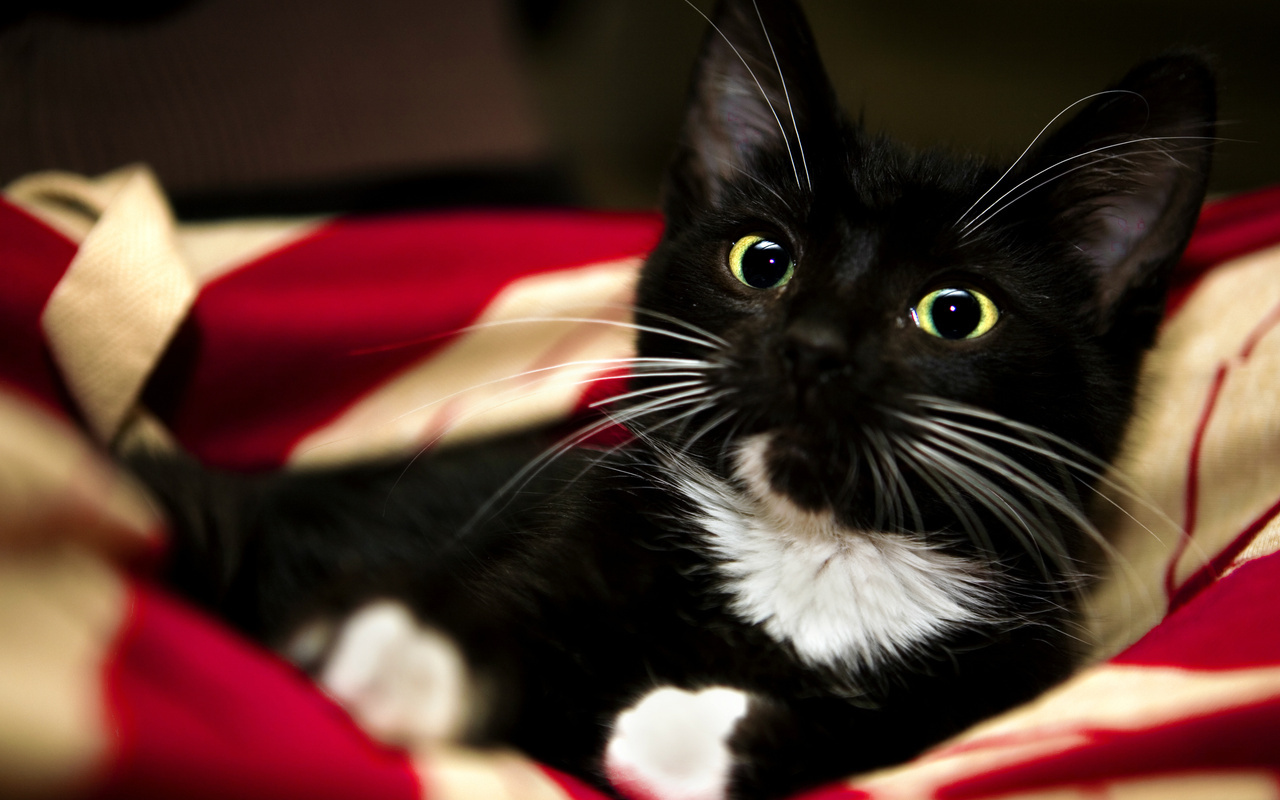 white, pet, kitten, , paw, sweet, Red, blanket, animal, , black, cat