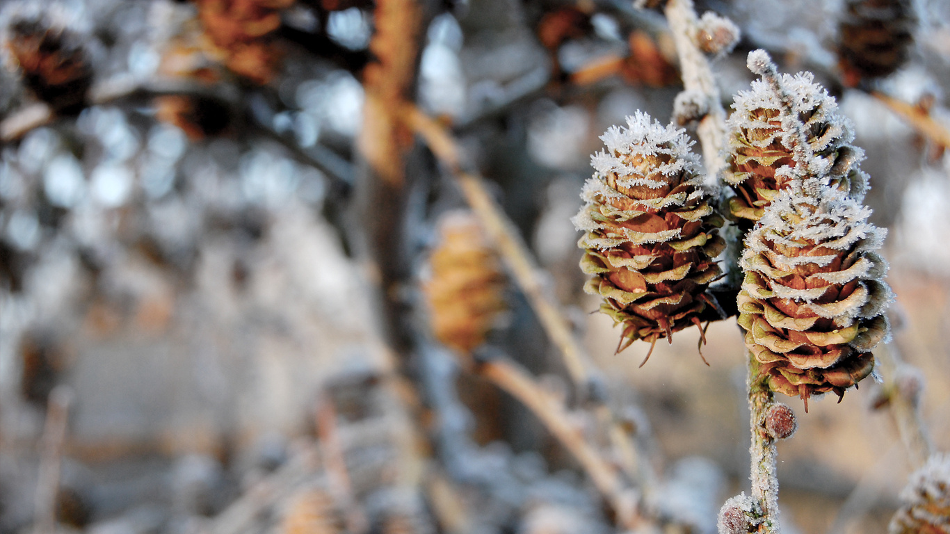 , pinecones, , , nature, winter, , , 