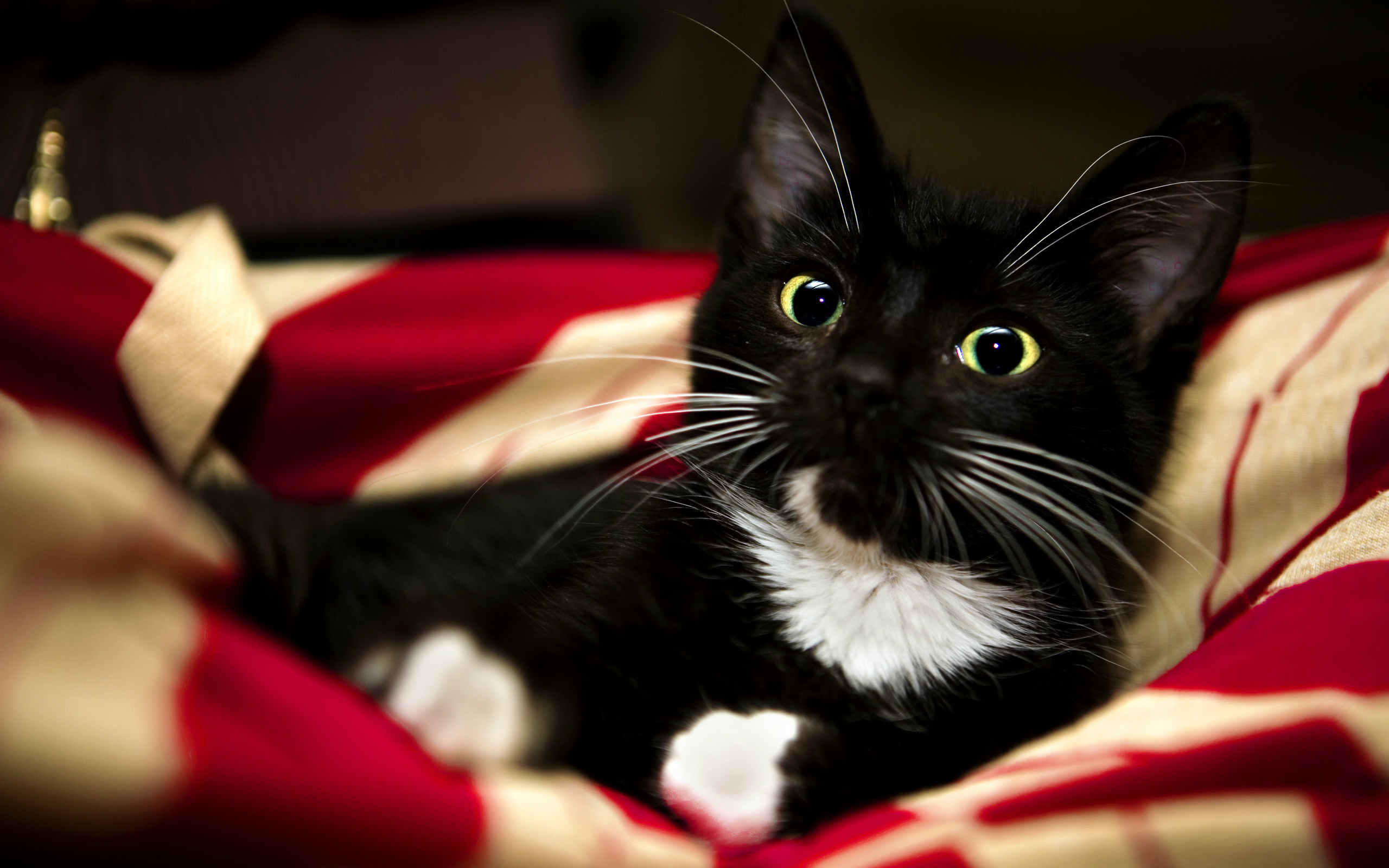 white, pet, kitten, , paw, sweet, Red, blanket, animal, , black, cat